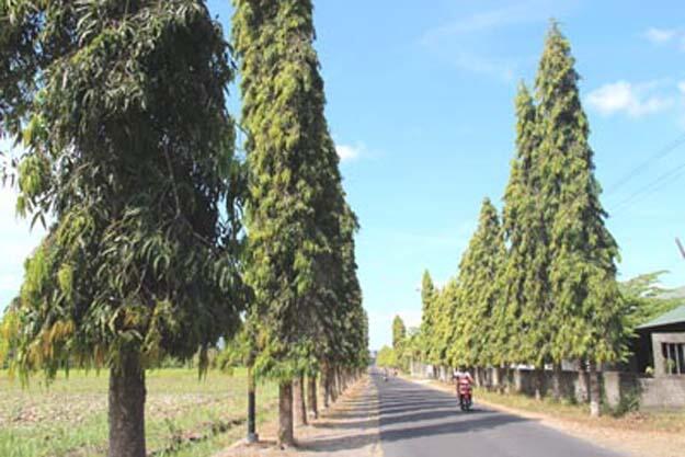 Pohon Yang Biasanya Ada Di Pinggir Jalan