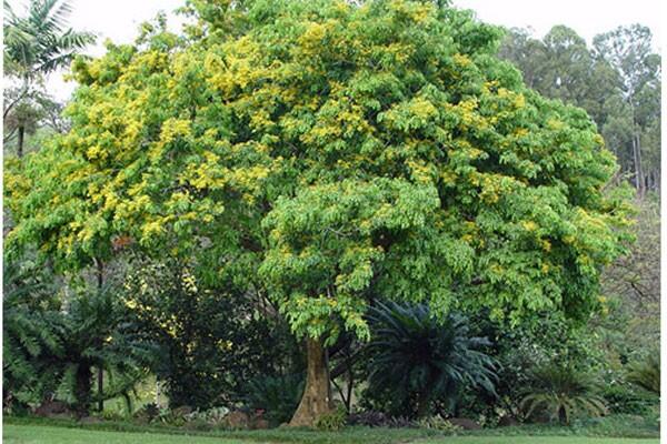 Pohon Yang Biasanya Ada Di Pinggir Jalan