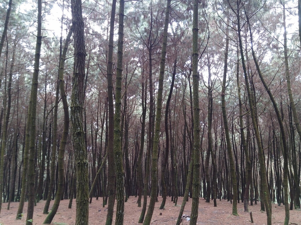 PERJALANAN ISENG TAMAN NASIONAL GUNUNG SALAK 9 SEPTEMBER 2016