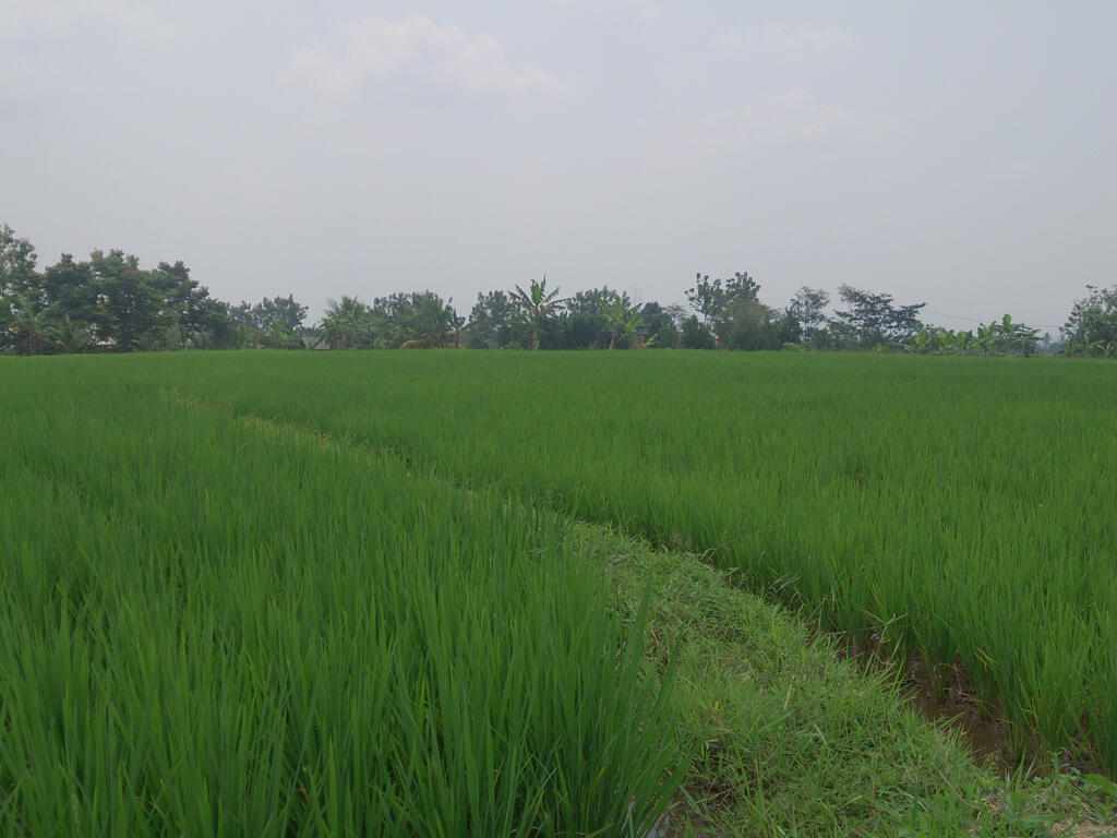 PERJALANAN ISENG TAMAN NASIONAL GUNUNG SALAK 9 SEPTEMBER 2016