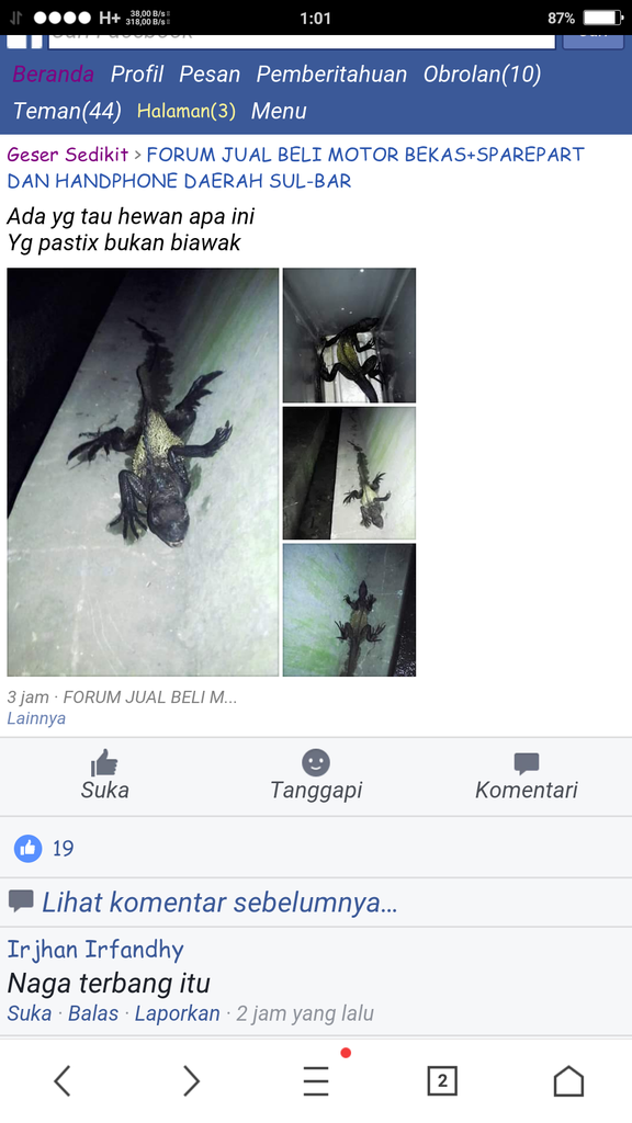 Hewan (Reptil) Cryptid apa ini?