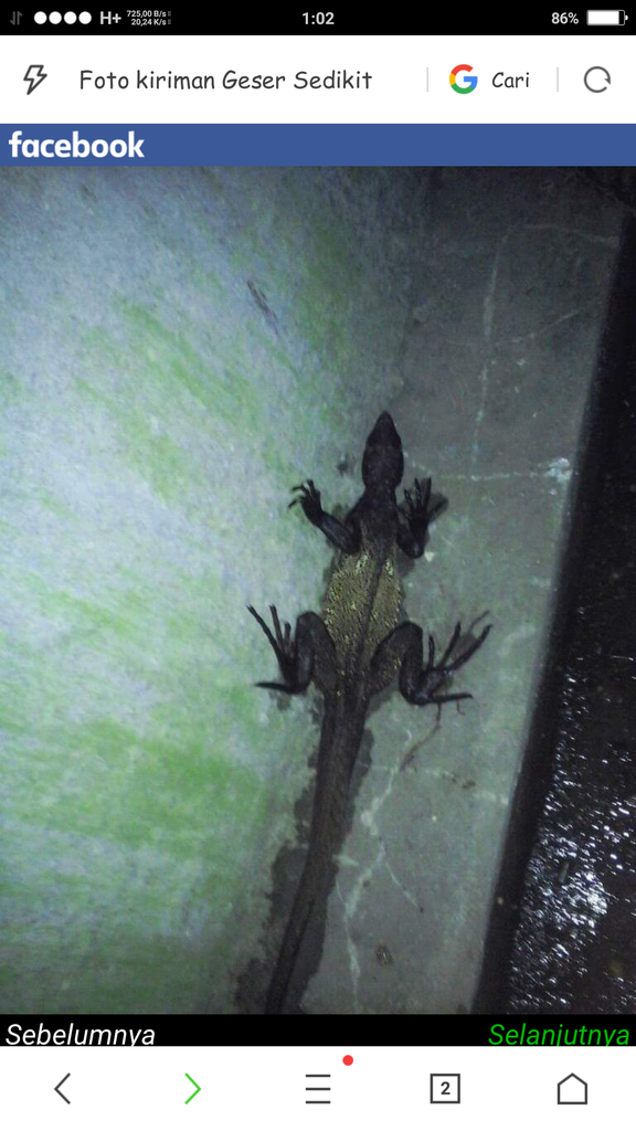 Hewan (Reptil) Cryptid apa ini?