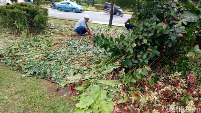 Kondisi Taman Depan Balai Kota Pasca Demo Besar: Rusak Terinjak-injak

