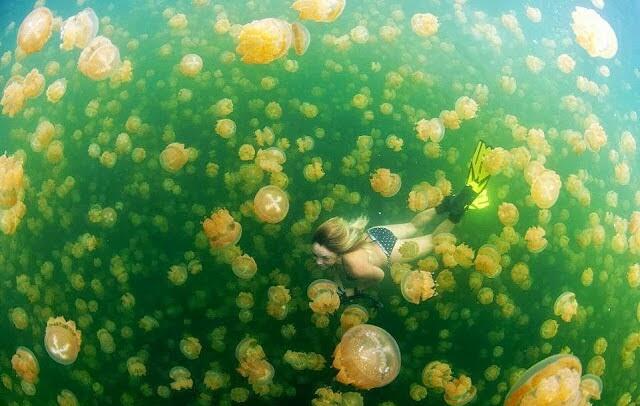 Kepulauan Derawan Punya Pesona yang Begitu Menggoda, Yakin Ga Pengen kesana?