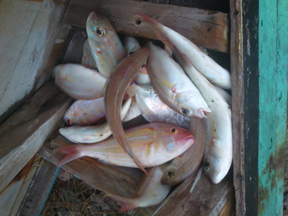 pulau tanpa penghuni tapi Indah banget