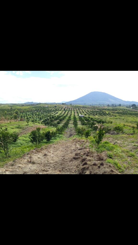 intik sedikit perkebunan ane gan.