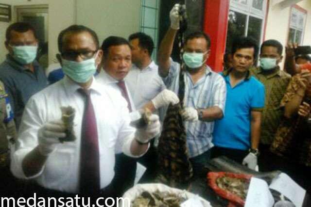 Penjual Kulit Harimau Ditangkap Polda Sumut di Hotel Madani Medan