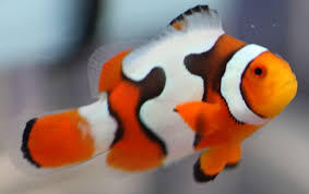 JUAL BERBAGAI JENIS PICASSO CLOWNFISH NEMO GRADE TERTINGGI-TERENDAH