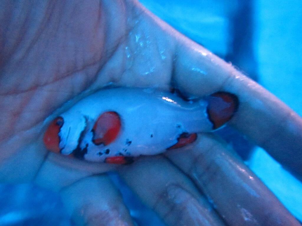 JUAL BERBAGAI JENIS PICASSO CLOWNFISH NEMO GRADE TERTINGGI-TERENDAH