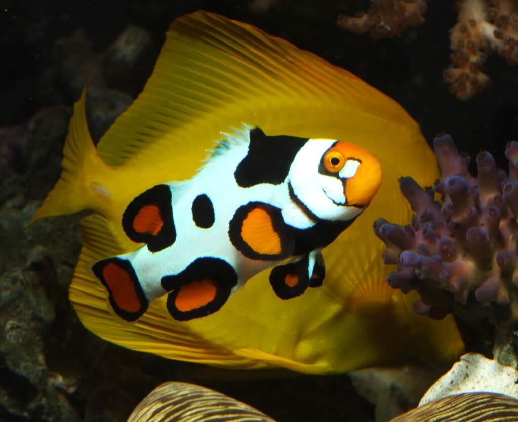 JUAL BERBAGAI JENIS PICASSO CLOWNFISH NEMO GRADE TERTINGGI-TERENDAH
