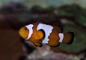 JUAL BERBAGAI JENIS PICASSO CLOWNFISH NEMO GRADE TERTINGGI-TERENDAH