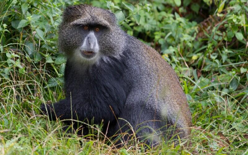 Kenalan Gan Ini 15 Jenis Monyet  Dunia Lama KASKUS
