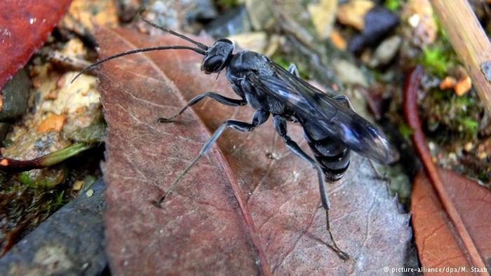 Inilah Spesies Flora/Fauna Paling Aneh Yang BARU DITEMUKAN