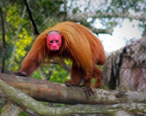 Salah satu Dari 5 Jenis Hewan Aneh Tapi Nyata Ini Ada yang Mirip " Anu "