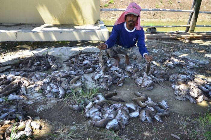 Sayembara memburu tikus di Jakarta