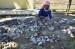 Tidak Semua Tikus Dihargai Rp20 Ribu
