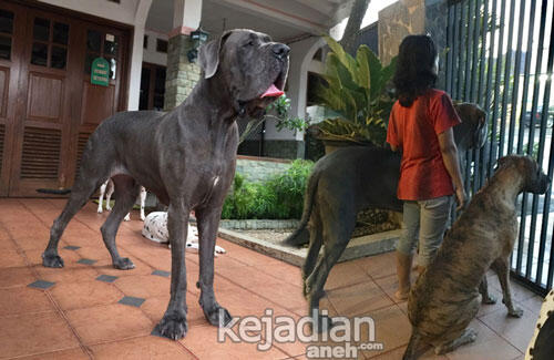 Wow! Anjing dari Indonesia PECAHKAN REKOR ANJING TERTINGGI DUNIA (Anak Gajah Coy)