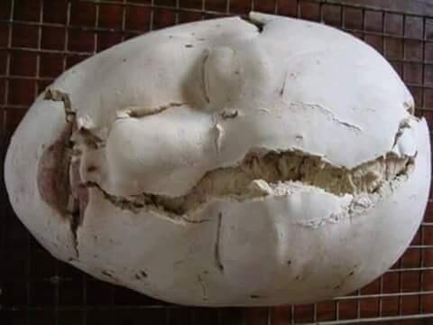 Roti Organ Manusia