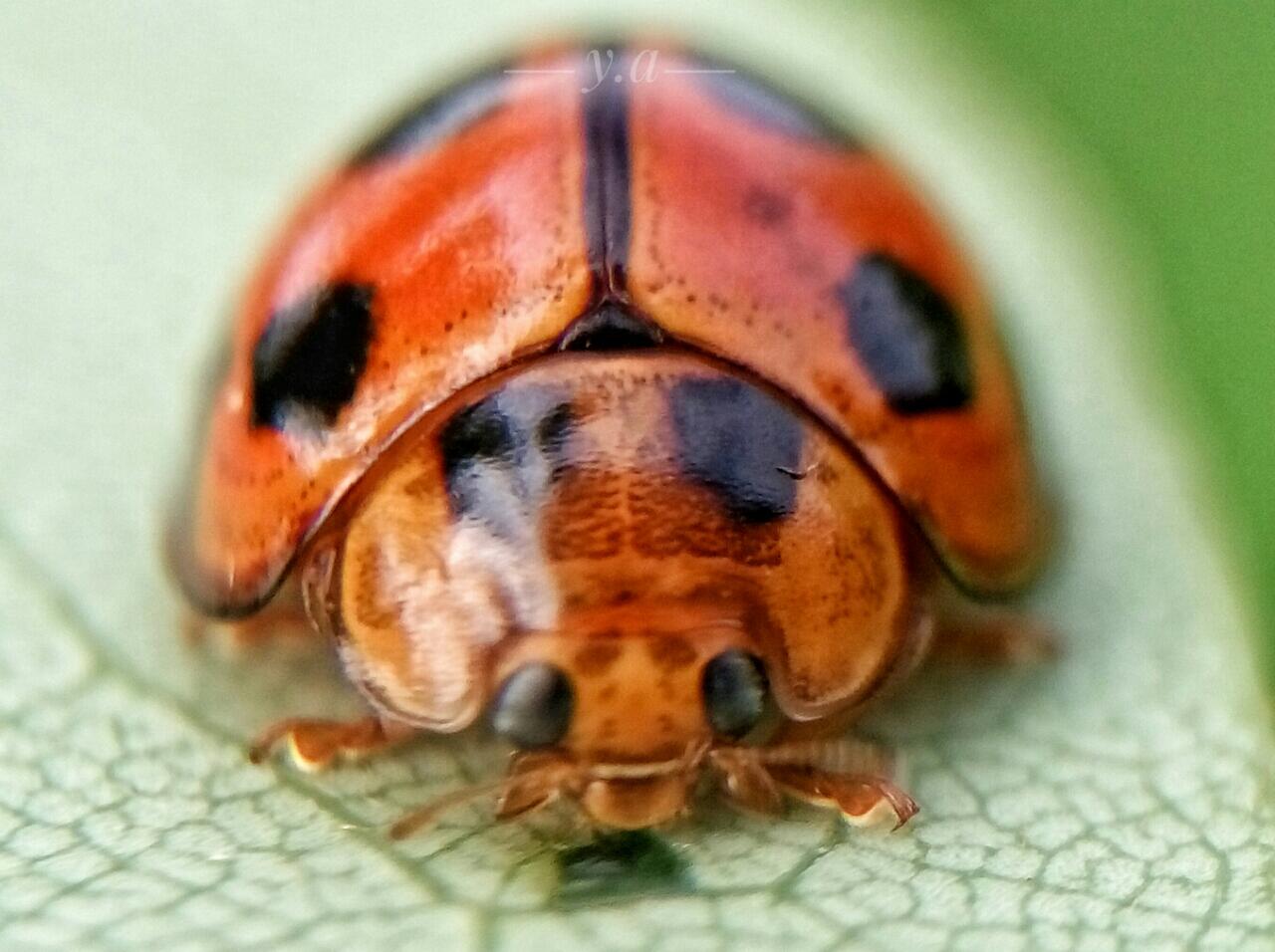 Fotografi Macro dengan HP