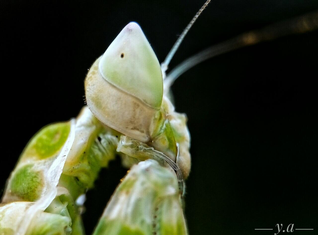 Fotografi Macro dengan HP