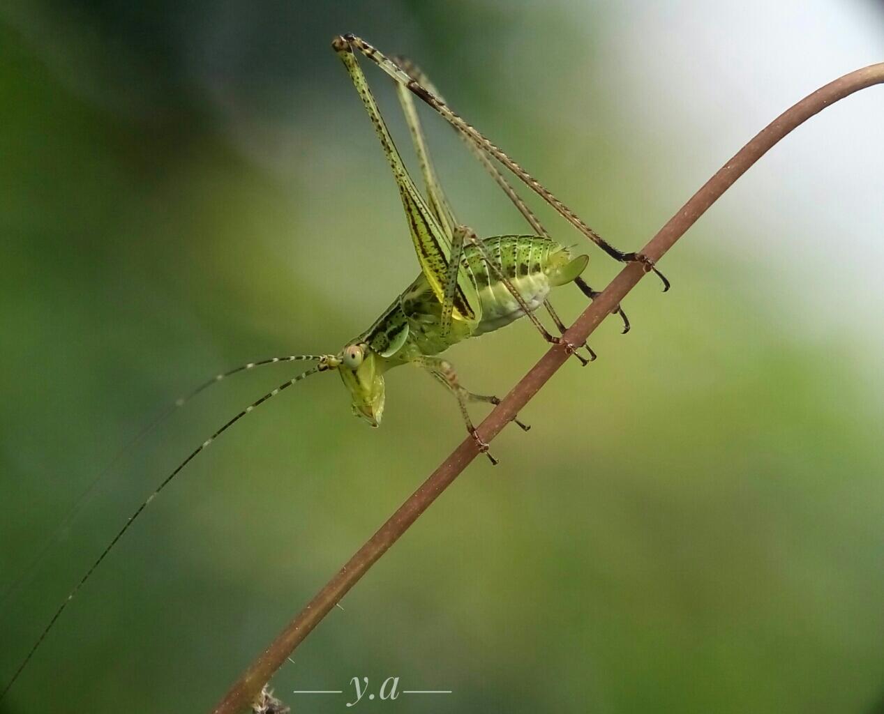 Fotografi Macro dengan HP