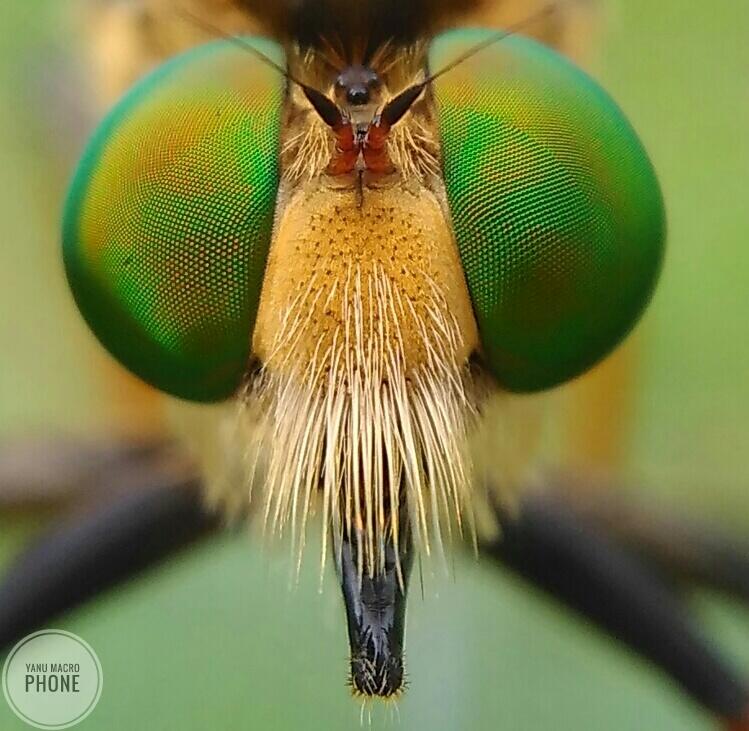 Fotografi Macro dengan HP
