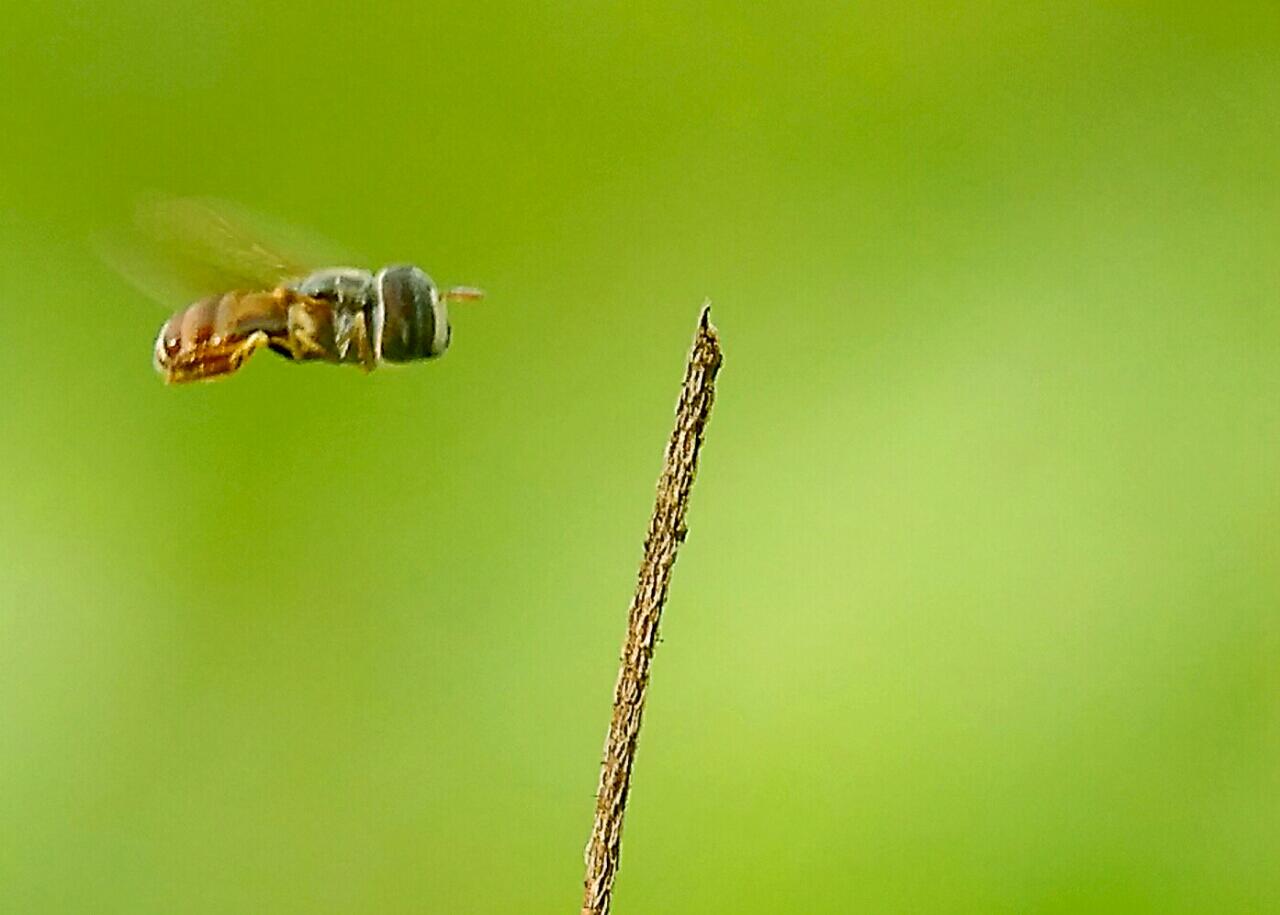 Fotografi Macro dengan HP