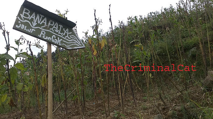 &#91;CATPER&#93; Menggapai Puncak Rajawali dari Jalur Banaran - Tembarak &quot;Sumbing East Route&quot;