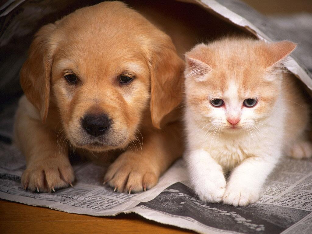 Penjelasan Sains Tentang Kelakuan Aneh Anjing dan Kucing