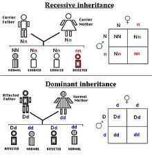 Pasangan Pernikahan Incest + Dampak Kesehatannya