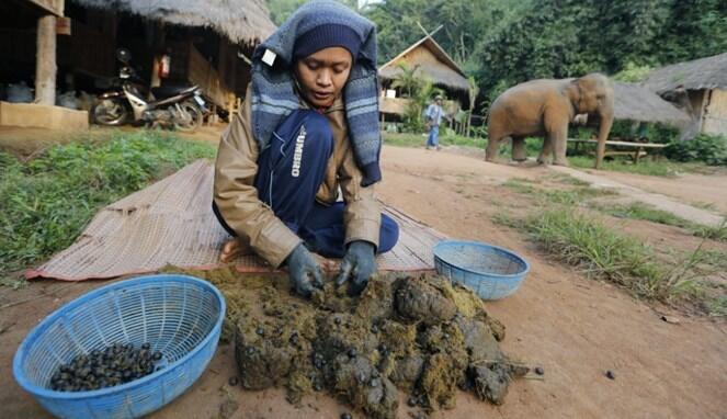 Yuk Kenalan Sama Black Ivory, Kopi Termahal yang Harga Secangkirnya Bikin Nangis