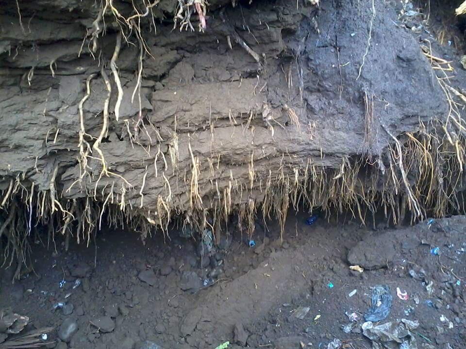 Hujan Deras dan Angin kencang menyebabkan pohon beringin puluhan tahun tumbang