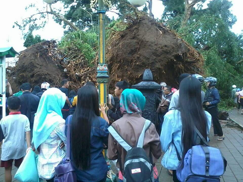 Hujan Deras dan Angin kencang menyebabkan pohon beringin puluhan tahun tumbang