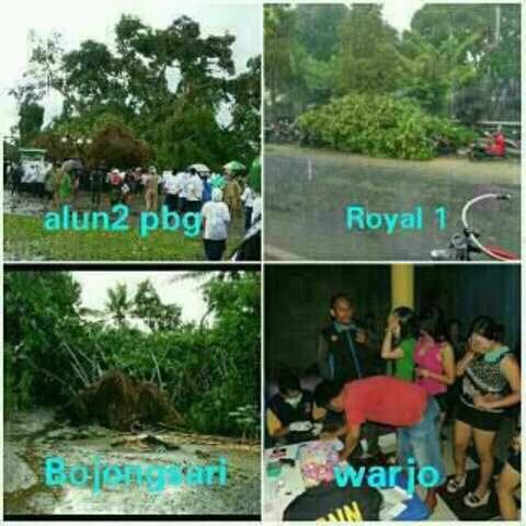 Hujan Deras dan Angin kencang menyebabkan pohon beringin puluhan tahun tumbang