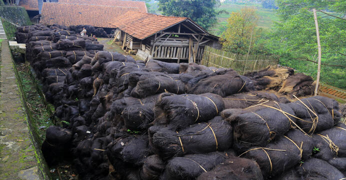 Begini rupanya ijuk bahan baku sapu dibikin...