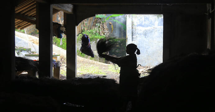 Begini rupanya ijuk bahan baku sapu dibikin...