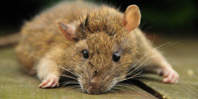 Mulai malam ini, warga DKI tangkap tikus bakal diganjar Rp 20.000