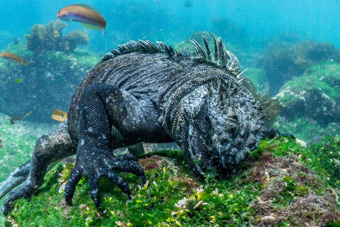 Marine Iguana, Hewan yang Menjadi Inspirasi Godzilla