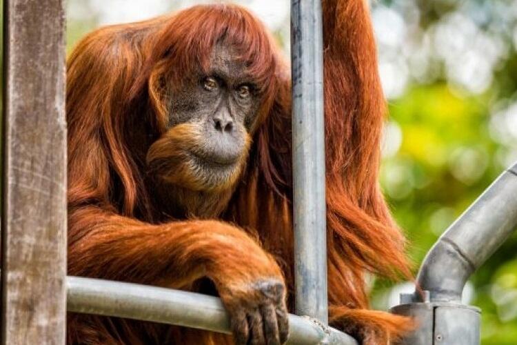Yuk, Kenalan Sama Puan Orangutan Tertua di Dunia
