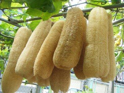 Manfaat Luffa