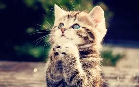 Mistri Kucing yang belum terjawab,,,,