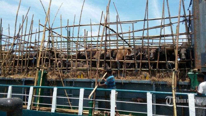Kapal Ternak Tol Laut Bawa 500 Ekor Sapi ke Jakarta