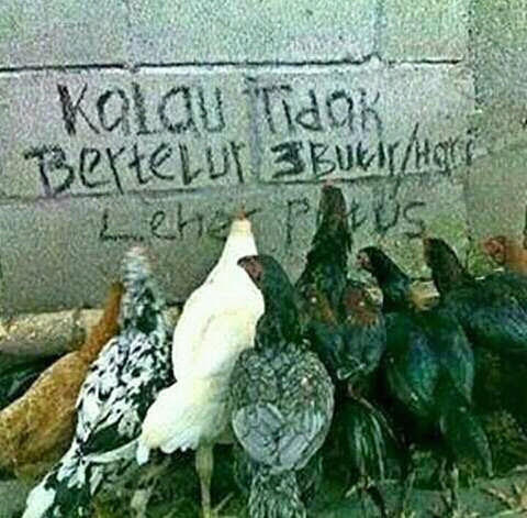 Kumpulan meme dan gambar lucu terbaru