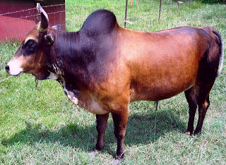 Fakta Tentang Sapi Ternak Gan 