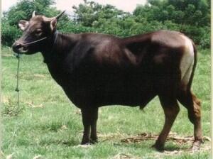 Fakta Tentang Sapi Ternak Gan 