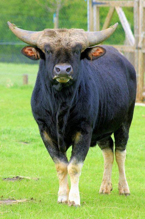 Fakta Tentang Sapi Ternak Gan 