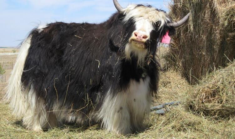 Fakta Tentang Sapi Ternak Gan 