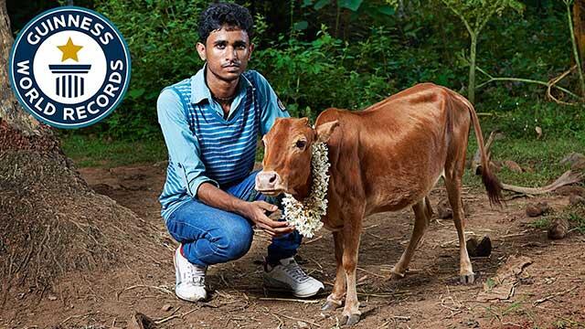 Fakta Tentang Sapi Ternak Gan 