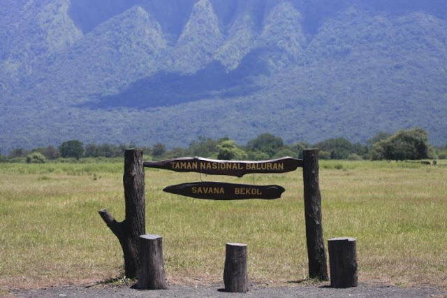 Taman Nasional Baluran, The Little Afrika in Java