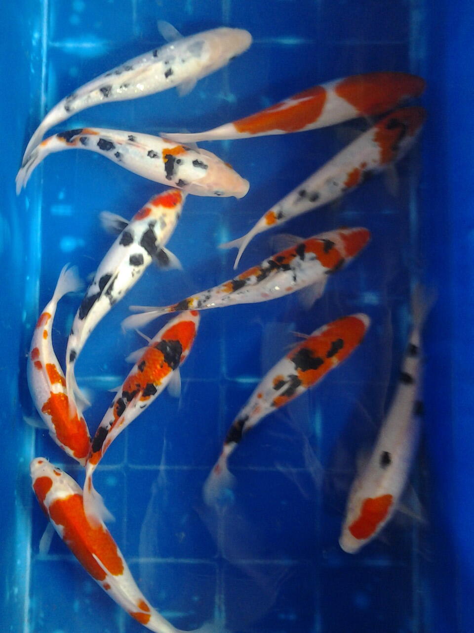 ada yg hobi sama ikan koi kah kaskuser?